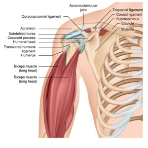 The rotator cuff consists of four muscles whose tendons come together to form a covering around the head of the upper arm bone (humerus) and top of the shoulder. 